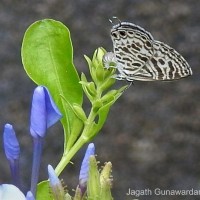 Leptotes plinius Fabricius, 1793